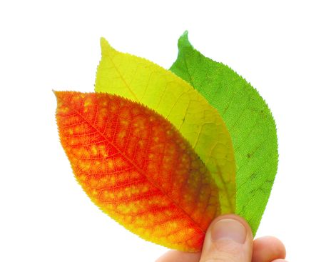 Three autumn's leafsの写真素材