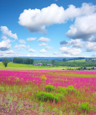 Meadow with wild pink flowers under blue sky with cloudsの写真素材