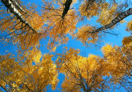Yellow trees and clear blue sky. View from belowの写真素材