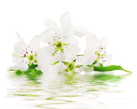 Apple blossoms with reflectionの写真素材