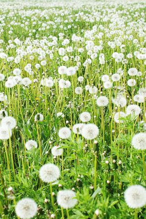 Field with fluffy dandelionsの写真素材