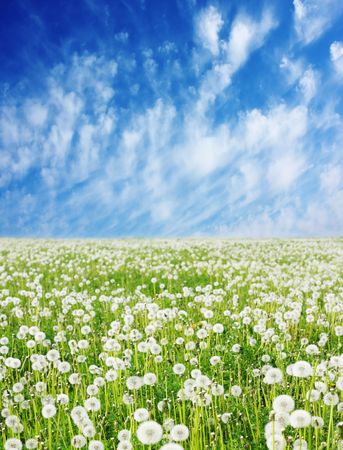 Field with fluffy dandelions and blue skyの写真素材