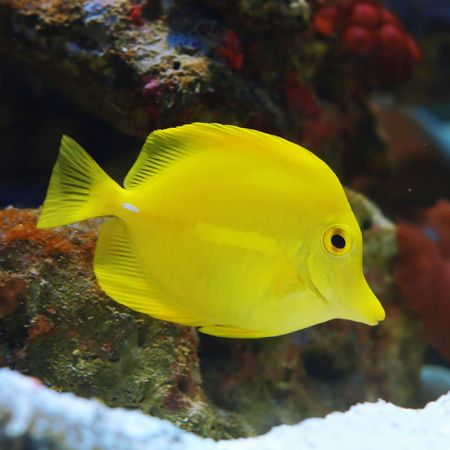 Fish