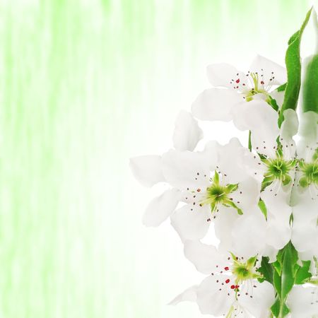 Apple blossomsの写真素材