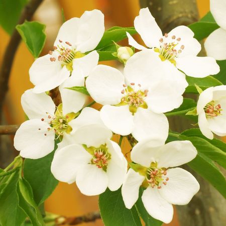 Apple blossomsの写真素材