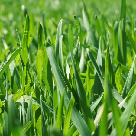 Green grassの写真素材