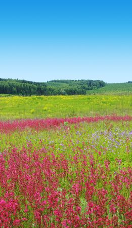Meadow with wild flowers and clear blue skyの写真素材