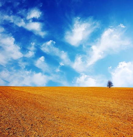 Alone tree on dry landの写真素材