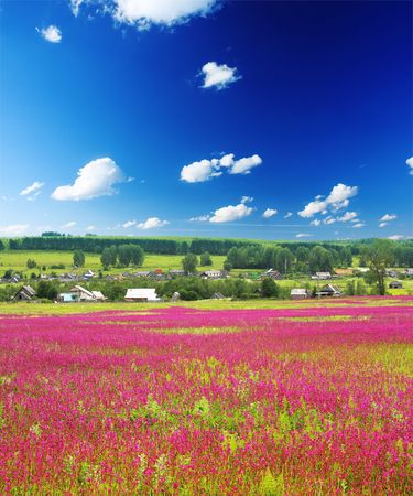 Meadow with wild herbs and villageの写真素材