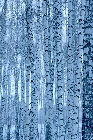 Blue toned birchesの写真素材