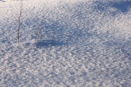 Brown thin blades on blue snowの写真素材