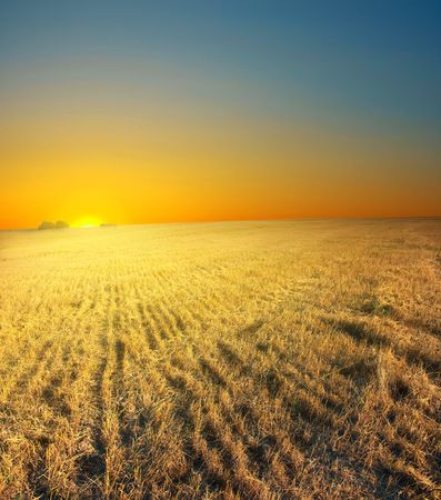 Sunset on rural field