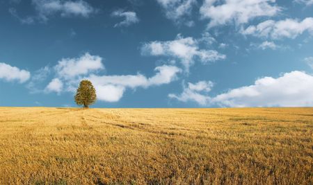 Alone tree on dry field with wheat stemsの写真素材
