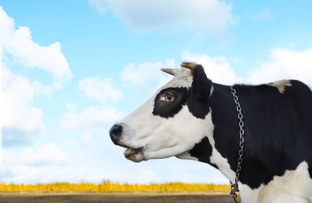 Cow on blue sky with cloudsの写真素材