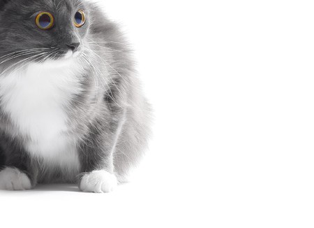 Young cat with big funny eyesの写真素材