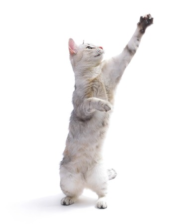 Playfull cat with raised handの写真素材