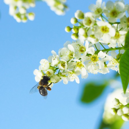 Bee on bird-cherry tree blossomの写真素材