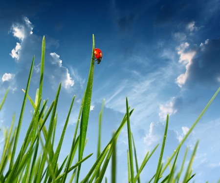 Red ladybird on grass bladeの写真素材