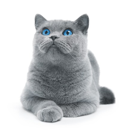 Cat (blue british) with blue eyes isolated on whiteの写真素材