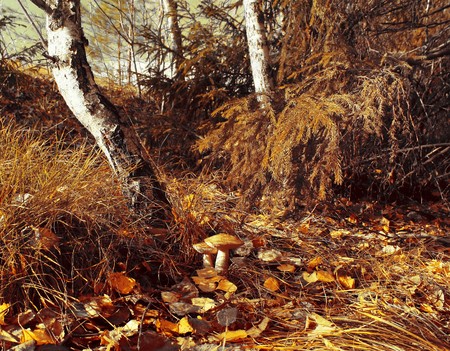 Autumn forestの写真素材