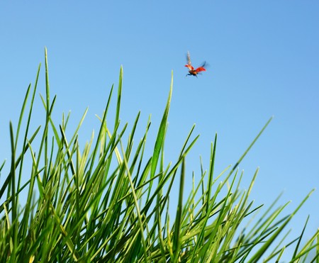 Red ladybird flying over green grassの写真素材