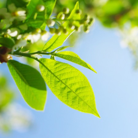 Leaves and blossomsの写真素材