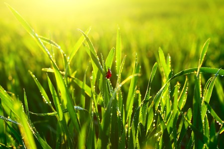 Green wet lush grass with ladybird under sunrise lightの写真素材