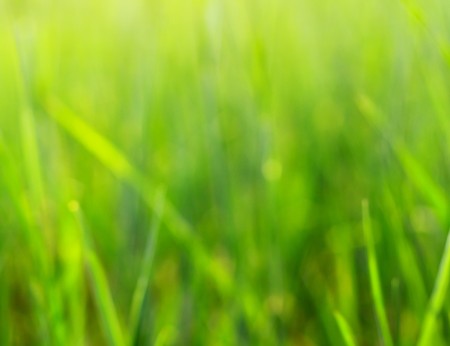 Green grass blurry background. Out of focusの写真素材