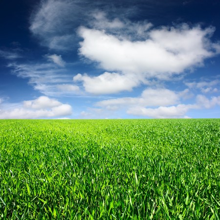 Meadow with green grass and blue sky with fluffy cloudsの写真素材
