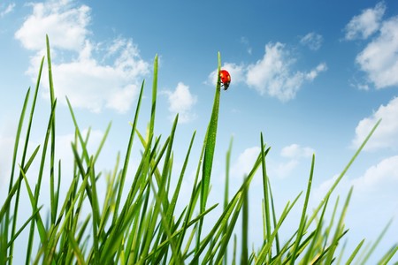 Red ladybird walking on green grass bladeの写真素材