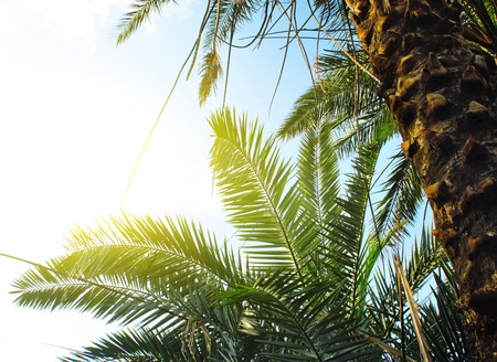 Tropical trees and herbs with blue sky and cloudsの写真素材