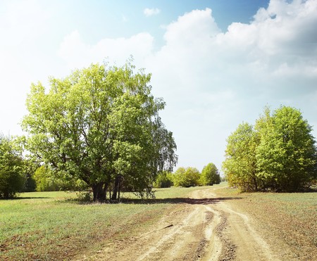 Rural road between green treesの写真素材