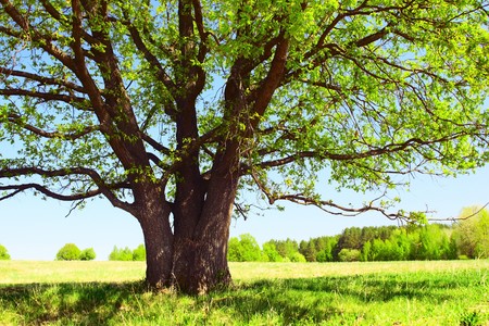 Big tree's branches with fresh leaves on green meadow in sunny dayの写真素材