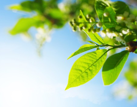 Leaves and blossoms of a bird-cherry tree over blue skyの写真素材