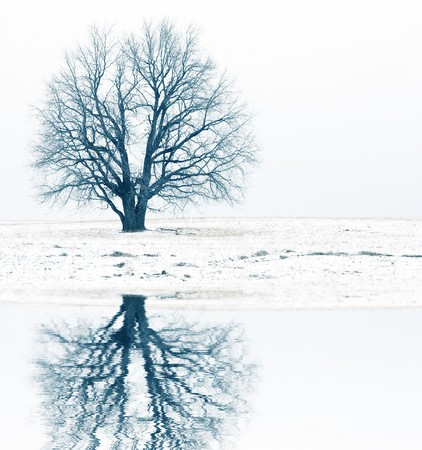 Alone tree without leaves on snowy meadow and reflectionの写真素材