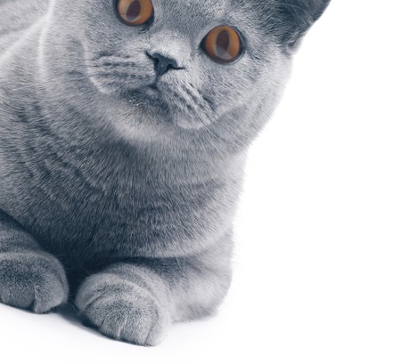 Cat (blue british) isolated on whiteの写真素材