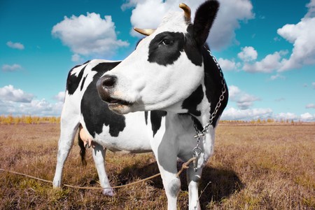 Cow on meadow with grass under blue sky with cloudsの写真素材