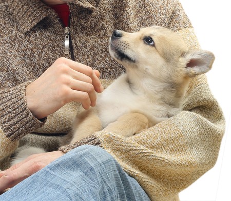 Little dog in strong men's handsの写真素材