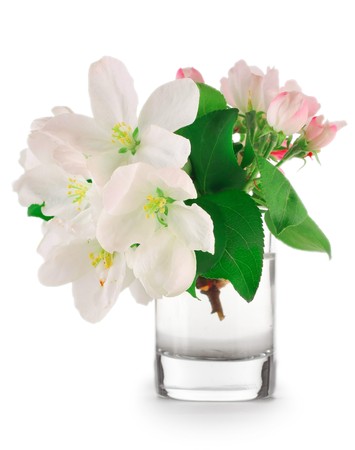 Apple blossoms in glass with waterの写真素材