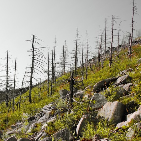 Dead trees on hill with rocks