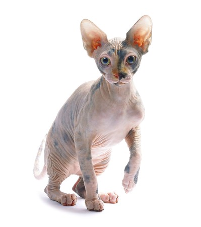 Canadian sphinx cat isolated on whiteの写真素材
