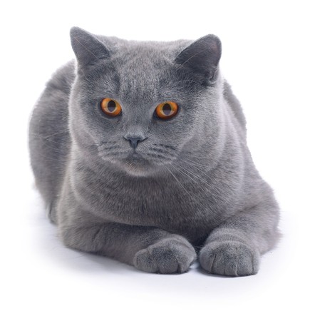 Cat (blue british) isolated on white backgroundの写真素材