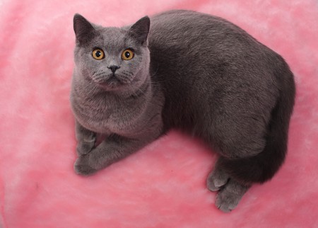 Cat with surprised glance on pink backgroundの写真素材