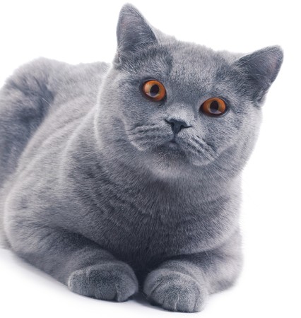 Cat (british blue) on white backgroundの写真素材