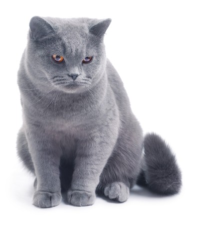 Cat (british blue) on white backgroundの写真素材