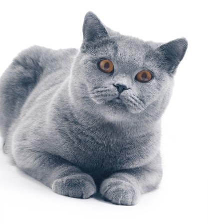 Cat (blue british) isolated on whiteの写真素材