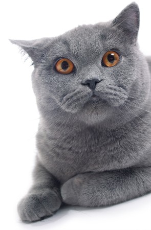 Cat (blue british) isolated on white backgroundの写真素材