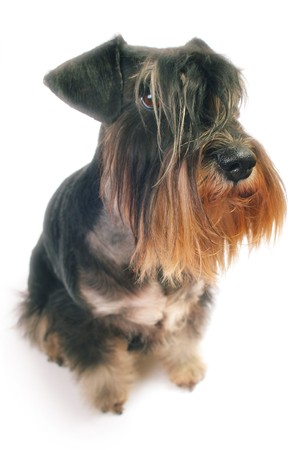 Zwergschnauzer isolated on whiteの写真素材