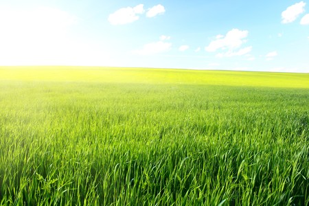 Green meadow blue sky and sunlightの写真素材