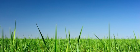 Green grass and clear blue skyの写真素材